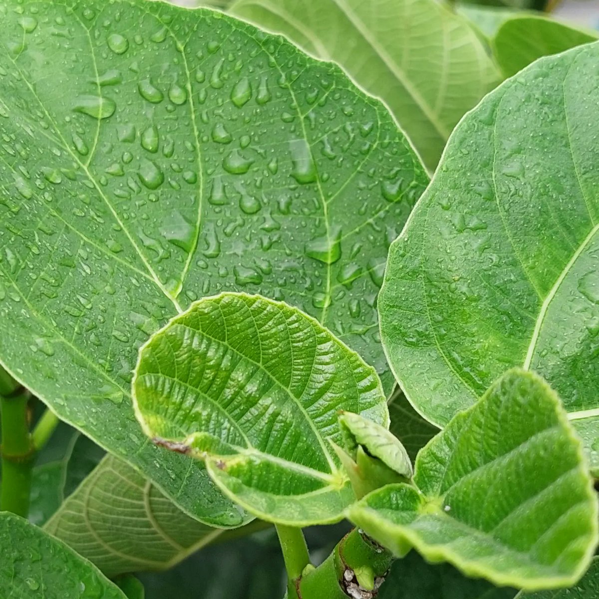 ureeebaba's tweet image. #JummahMubarak #staybless 
Bachi kuchi awaam