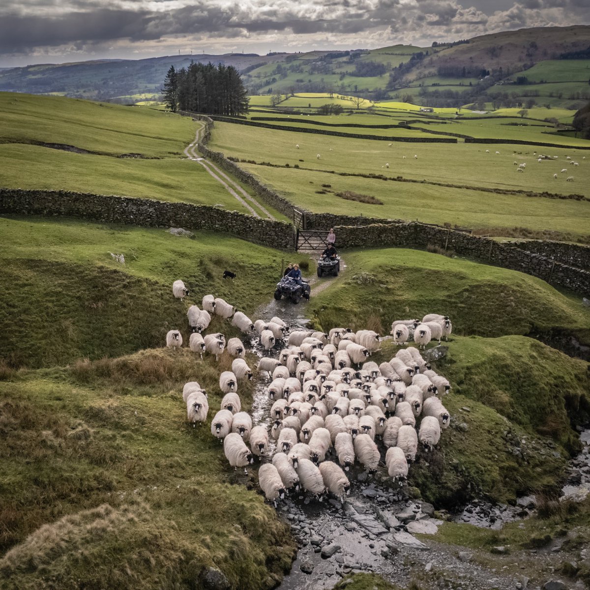 Croftfoot's tweet photo. #NNAD my book is still selling online and in the best bookshops! #FortyFarms tells the stories of inspirational farmers facing 21stC change head on. Shortlisted for Lakeland book of the year - awards next week! 🤞🏼🤞🏼 https://t.co/YD7tFCGQ3J