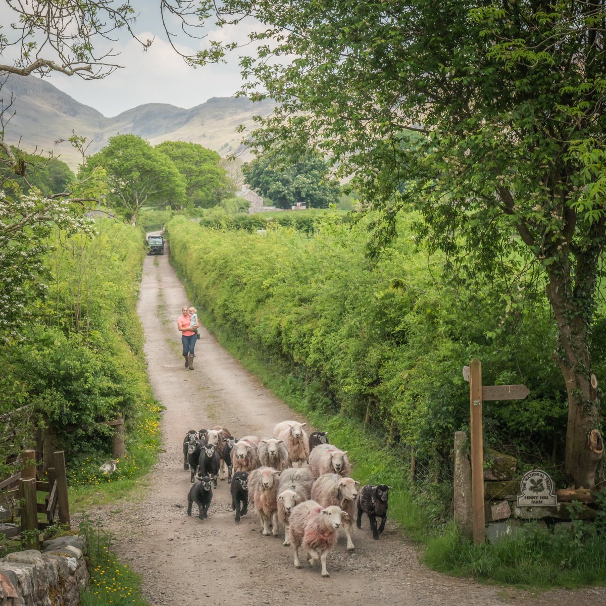 Croftfoot's tweet photo. #NNAD my book is still selling online and in the best bookshops! #FortyFarms tells the stories of inspirational farmers facing 21stC change head on. Shortlisted for Lakeland book of the year - awards next week! 🤞🏼🤞🏼 https://t.co/YD7tFCGQ3J