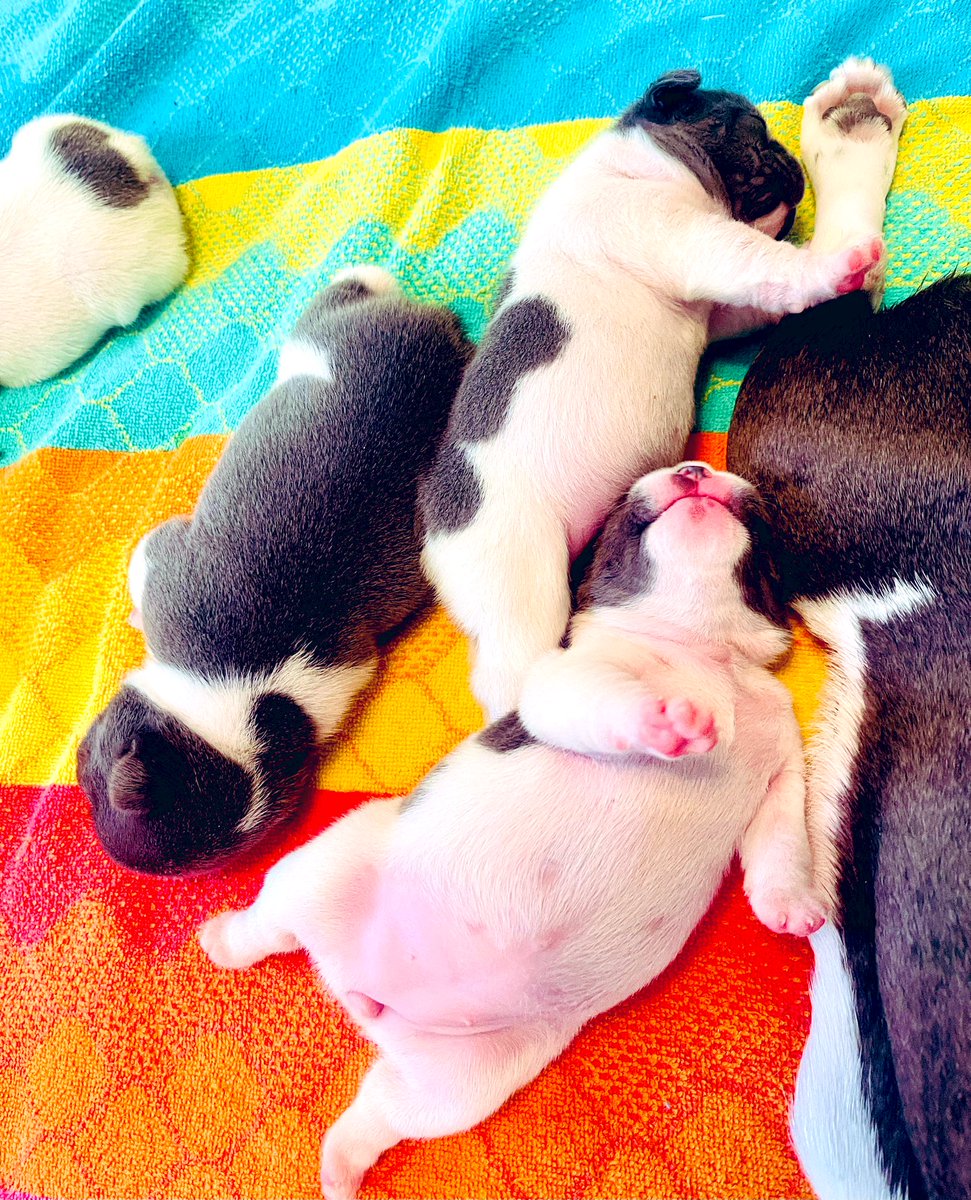 cynthiaslindsay's tweet photo. A fun afternoon spent with @whitehdm &amp; his crew! 🩷🐾💙 Cuteness  overload! #frenchielover #2weeksold 🎉🎈🎂 https://t.co/0B1wSfYNLL