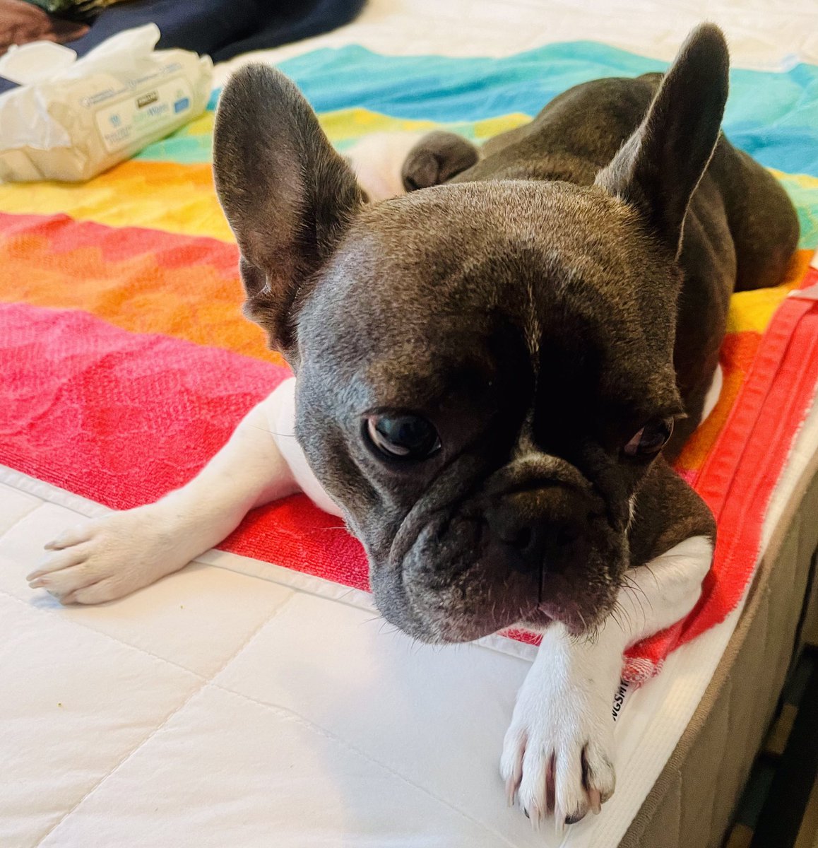 cynthiaslindsay's tweet photo. A fun afternoon spent with @whitehdm &amp; his crew! 🩷🐾💙 Cuteness  overload! #frenchielover #2weeksold 🎉🎈🎂 https://t.co/0B1wSfYNLL