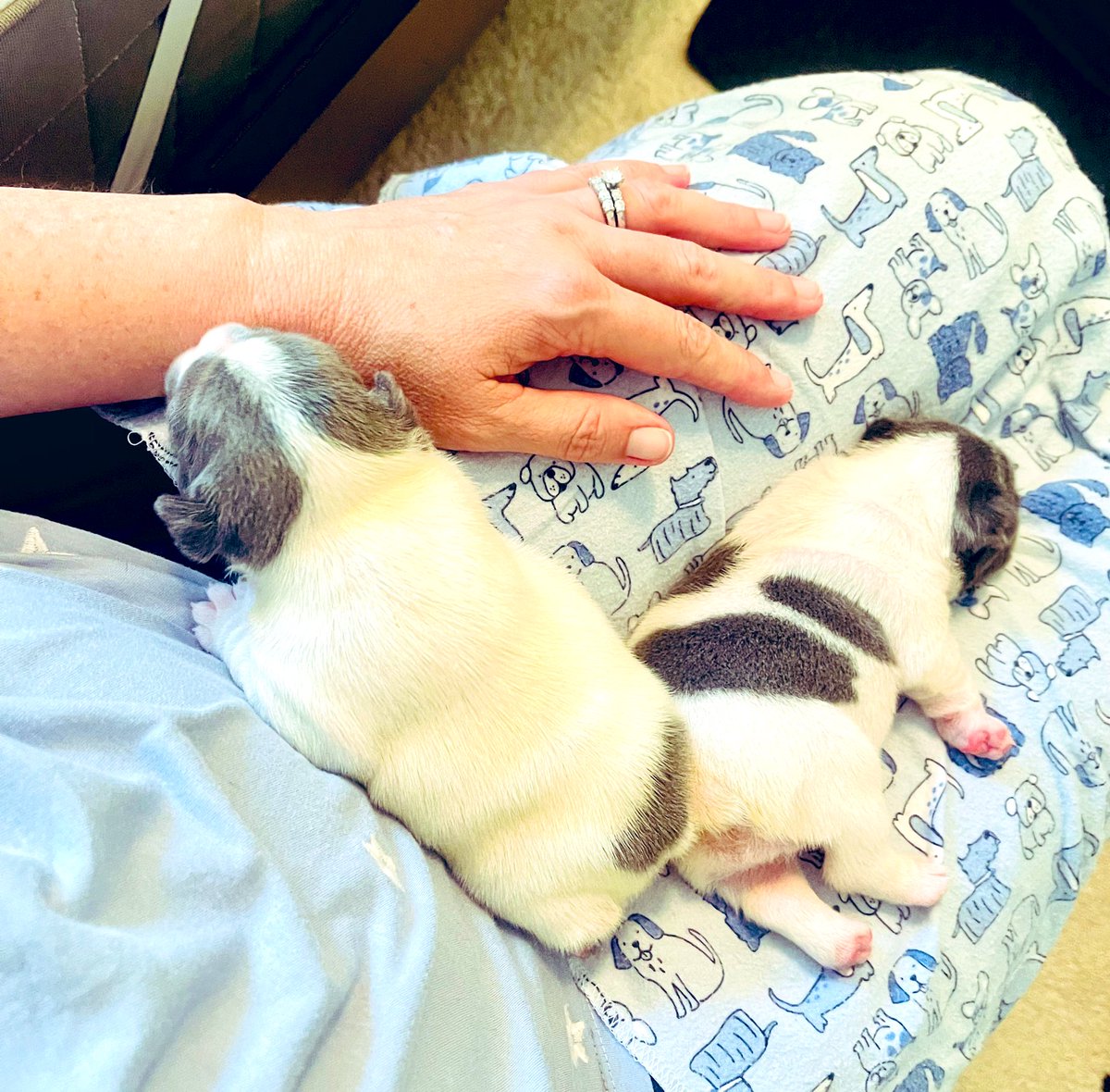 cynthiaslindsay's tweet photo. A fun afternoon spent with @whitehdm &amp; his crew! 🩷🐾💙 Cuteness  overload! #frenchielover #2weeksold 🎉🎈🎂 https://t.co/0B1wSfYNLL