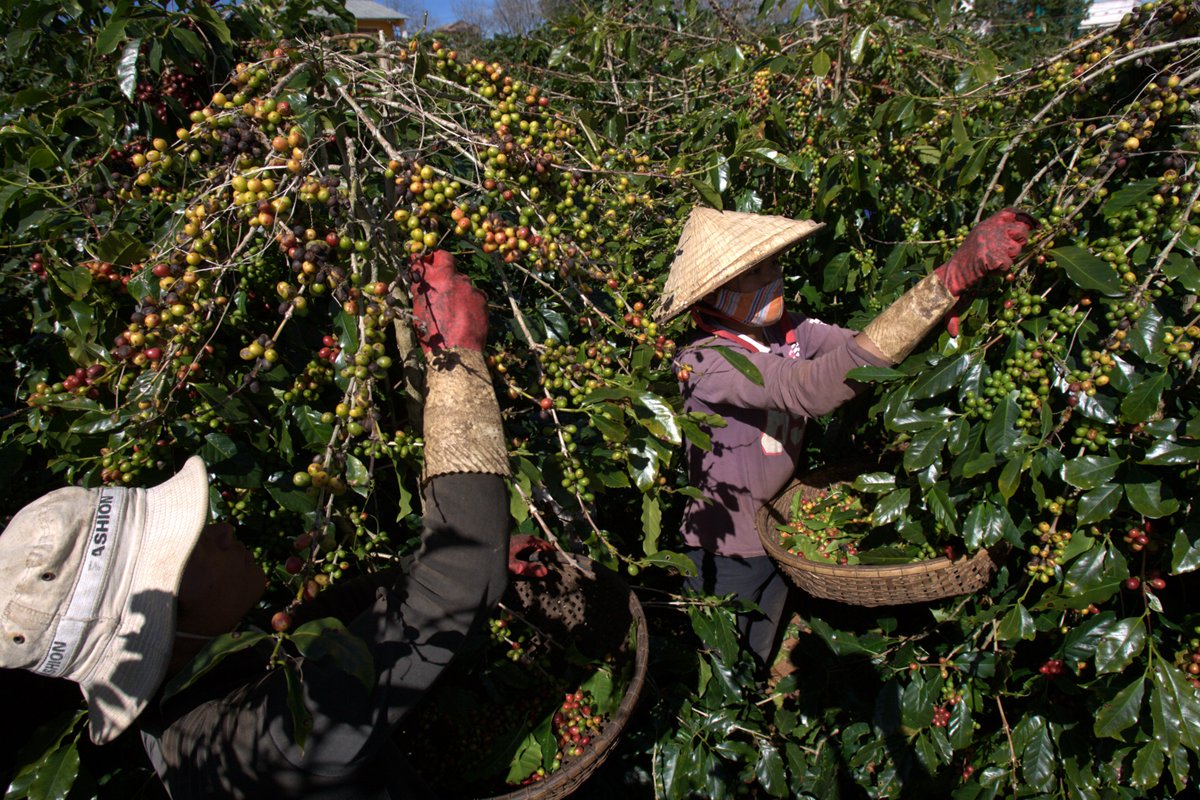 UNDPVietNam's tweet photo. #iLandscape project selects precision agriculture as intervention model, driving #sustainability, livelihood improvement, inclusion &amp; export advantage. With this approach, we're transforming farming practices, empowering local communities &amp; paving the way to brighter future🌿🌾🌱 https://t.co/uXI4xfRU5j