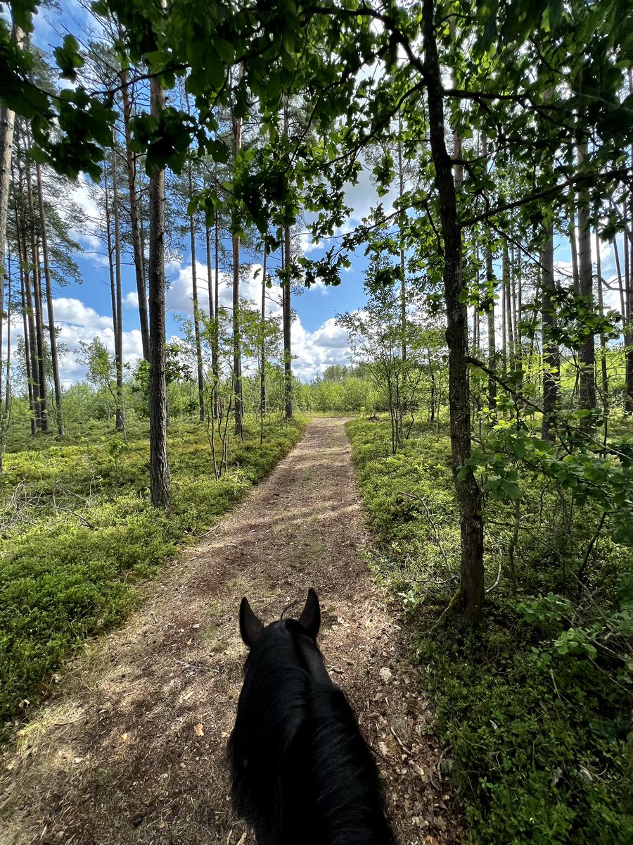 elittesport's tweet photo. Latvijas mežu maģija. 
#mammadaba #beautifulnature https://t.co/OR56UZnBxr