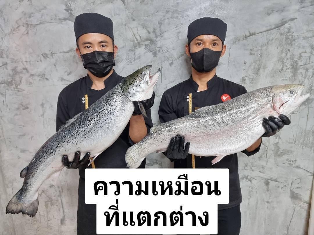 GlobalNetizen21's tweet photo. 🧑‍🍳 ลูกค้าบางท่านถามกับพนักงานเราว่า​ ทำไมปลาแซลมอนที่ร้าน​ ทำไมสีไม่​สด​ ไม่แป๊ด​เหมือนที่เคยไปทานที่อื่นมา​ ทางเราขออนุญาตนำเสนอให้คุณลูกค้าให้หลายๆท่านเข้าใจกัน​ ระหว่างปลาแซลมอน​ กับ​ ปลาเทราส์​ ความเหมือนที่แตกต่างกันครับ https://t.co/PmA5cjE4iu