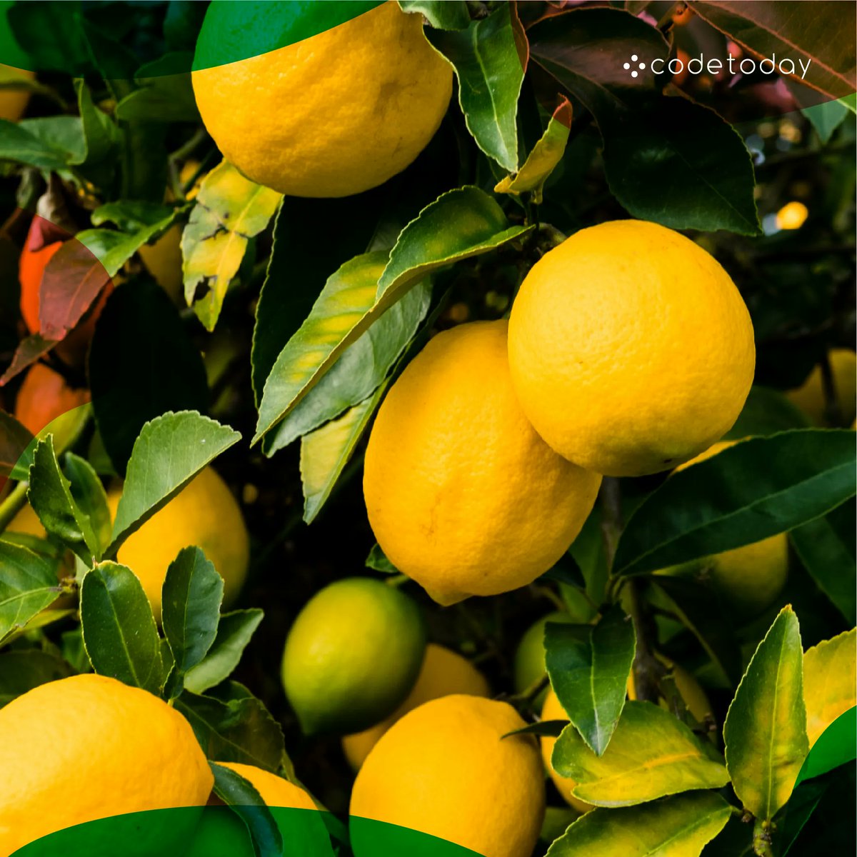 codetoday_'s tweet photo. ๐ #FunFactFriday The amazing power of lemons! ๐ Generating electricity from lemons is based on the same principles as a traditional battery. #STEM #LemonBattery https://t.co/bdmArXAlvi