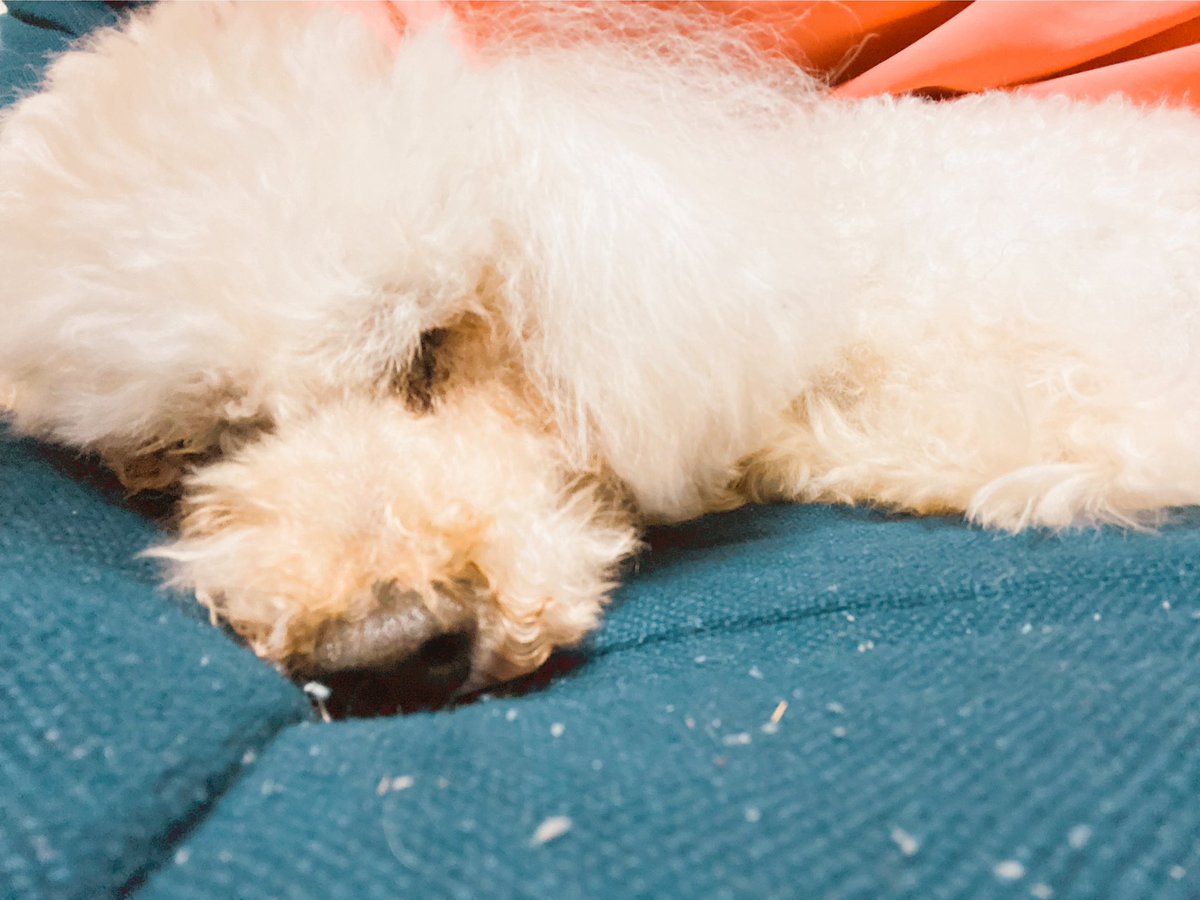 わんこに会いにきた https://t.co/qieoXLyx3p