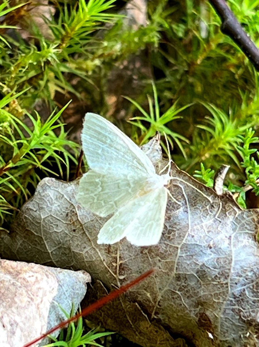 rkuusa's tweet photo. 75. mustikkalehtomittari 27.6.2023 (Pöytyä) Silkinhohtoinen vaaleanvihertävä, melko yleinen, usein yöaktiivinen perhonen. Tässä lennolla keskipäivän aikaan Turun yliopiston @Luonto2100 metsäalueella.Toukka viihtyy mustikalla ja juolukalla,molempia lähimaastossa. #100hyönteislajia https://t.co/FYmmVtYaeu