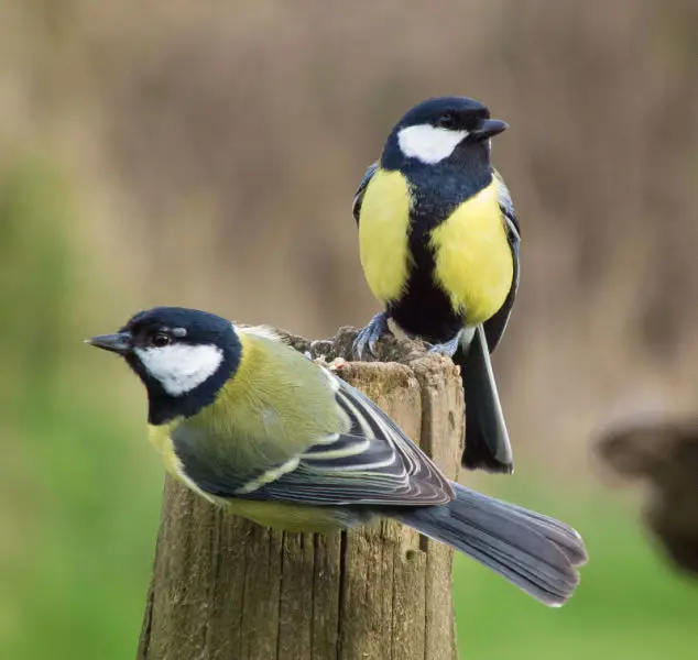 TitCoinADA's tweet photo. Tit birds, despite their name, are not experts in mammalian anatomy. 
However, they have mastered the art of fluffiness and comedic timing with their hilarious antics and feathered charm.

Want a pair of $TITS? 
Drop your #Cardano addy below, and you might get to see some.
🐦 https://t.co/lCpxvjUBeo