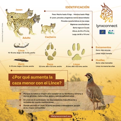 LifeLynxconnect's tweet photo. 11🐱 ¿Sabes cómo identificar un #LinceIbérico?

En la siguiente imagen te datos todas las claves 👇

#ProyectoLIFE #LINXCONNECT https://t.co/qg37nyM4Fr
