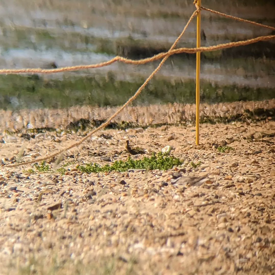BirdAwareEssex's tweet photo. With permission of the Essex CPs we have just installed a roped off zone to protect a nesting ringed plover on a shingle spit in #eastmersea (where the ferry lands). We would like to ask people walking past, particularly with dogs, to steer as far from the ropes as possible ππ¦ https://t.co/BRwfjCqohi