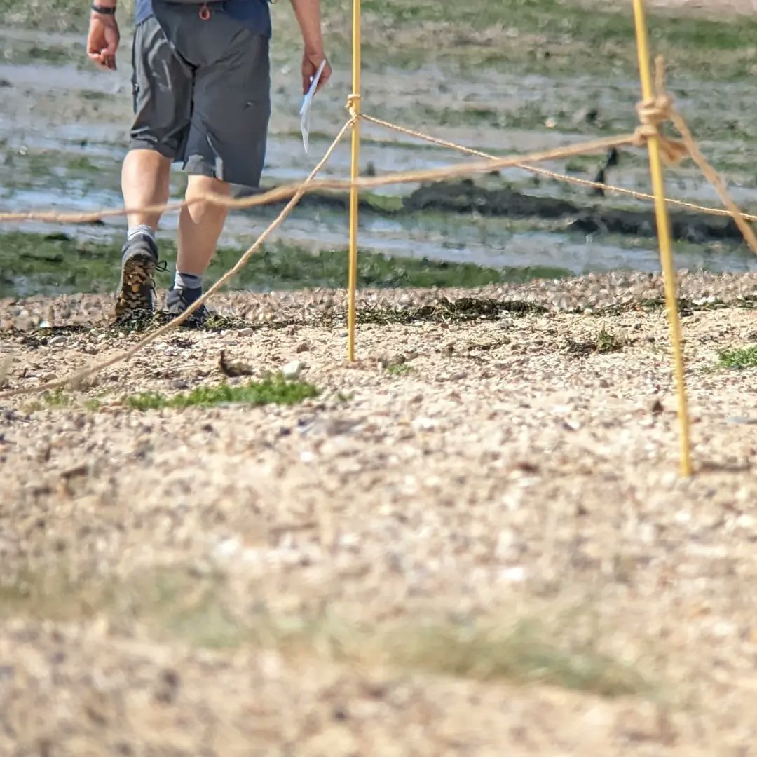 BirdAwareEssex's tweet photo. With permission of the Essex CPs we have just installed a roped off zone to protect a nesting ringed plover on a shingle spit in #eastmersea (where the ferry lands). We would like to ask people walking past, particularly with dogs, to steer as far from the ropes as possible ππ¦ https://t.co/BRwfjCqohi