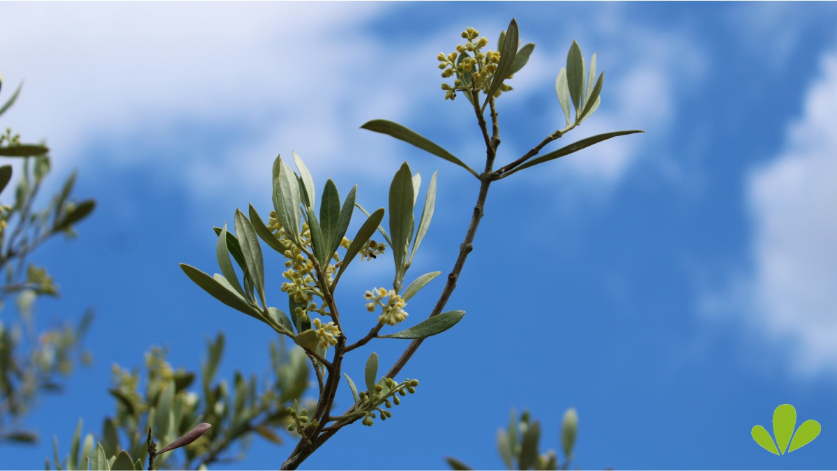 Our olive trees are flowering! Olives to pick at some point, if we are lucky 📷
Should you be looking for mature olive trees for your garden project, pop past and have a look at the trees we have got...
#gardening #landscapegardeners #kent #eastsussex