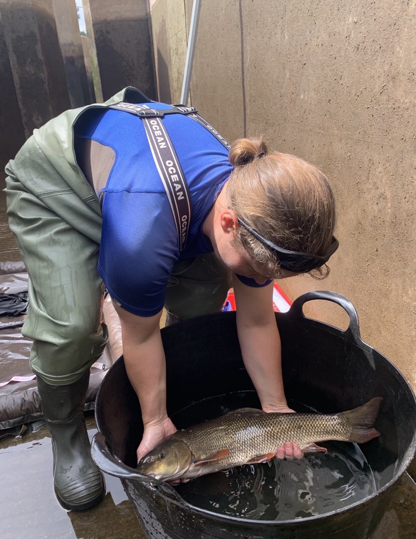 ClareDinnisWWT's tweet photo. Sadly this is becoming more common.
2/4 Our #rivers are becoming lower & warmer with the #Severn at #Diglis having reached 21.8 degrees last month which is not what our #native species need https://t.co/evIDbeNLEP