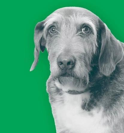 RecruitmentSE's tweet image. Barney
The Lunchtime Monitor
He eats everything in sight. If u are eating a sandwich in the office, you won’t be doing it on your own! He is also the office alarm; He has eyes that will melt your soul so is rarely in trouble! 
#wheresthefoodat  #officedogs #meettheteam