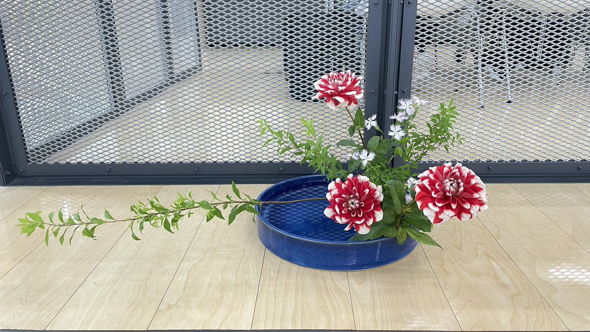 ohara_kyoritsu's tweet photo. 伝統文化企画②

続いて……

【盛花 直立型】【盛花 傾斜型】
【盛花 観水型】【花奏】

小原流の象徴とも言える盛花3種類と、カラーとガマの姿が素敵な花奏（はなかなで）𑁍𓏸𓈒 https://t.co/FCYiEQ3sh4