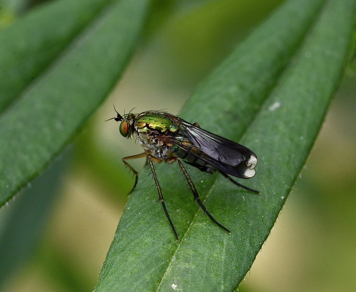 This #fly to the garden last weekend was an absolute stunner , Poecilobothrus  nobilitatus #gardenwildlife @NorfolkNats