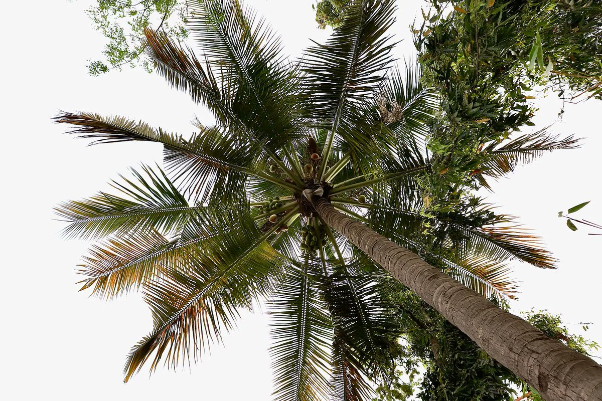 "Muka mata kaluku"- This is a Coconut tree. 'Kaluku' is the Mawng word for the coconut tree and its fruit. To find out more have a look on our dictionary by searching 'Kaluku' on our website: bit.ly/3CHD4OH 
Image: Idupulapati Mahesh (license: CC BY-SA 4.0)