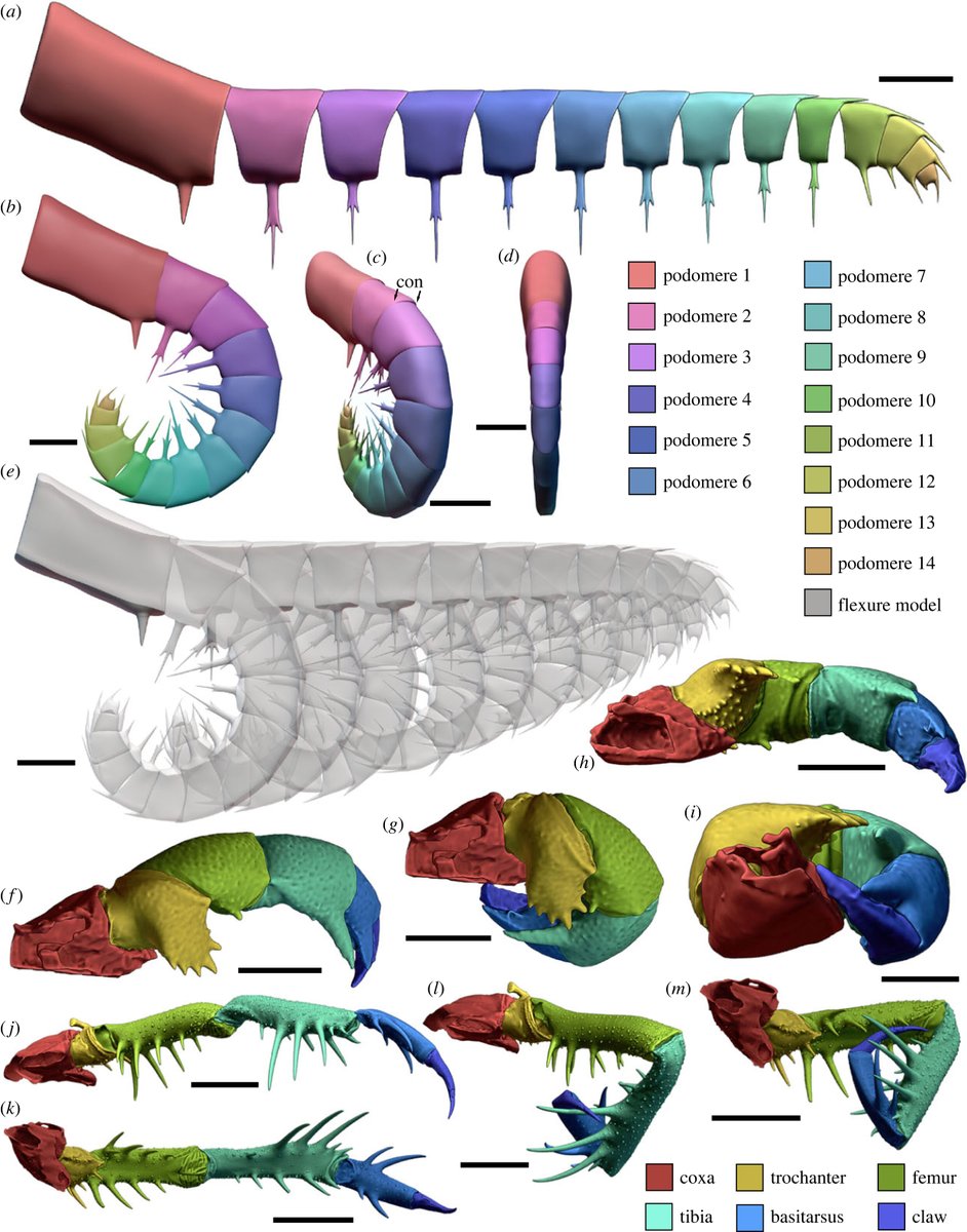 RSocPublishing's tweet photo. #Raptorial appendages of the Cambrian apex predator #Anomalocaris canadensis are built for soft prey and speed #ProcB #OpenAccess https://t.co/f66apcBgSS #FossilFriday  @RussellBicknel1 #palaeontology #paleontology https://t.co/eIV3B6ZeAy