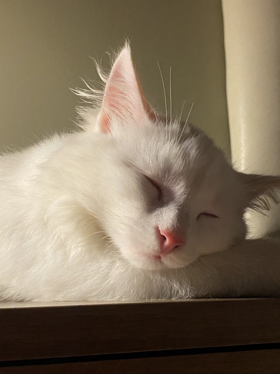 goncaaaa17's tweet photo. Manitayı uyurken izlemek🥹 https://t.co/2uGTaQ5XHT