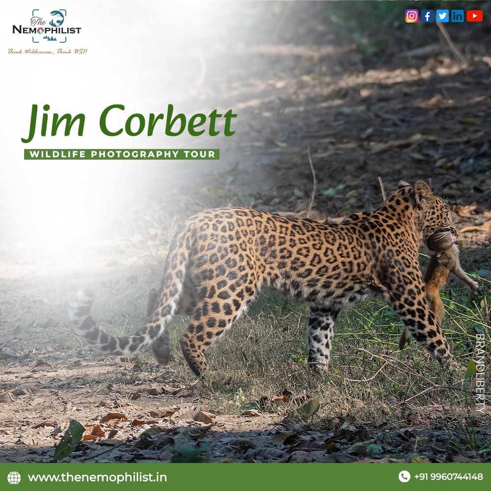 📷 Shot by - The nemophilist
Location - Jim corbett
Check out on our website  - thenemophilist.in
#WildlifeCapture #NatureInFocus #AnimalPhotography #WildlifeWonders #NatureShot #WildlifeBeauty #NatureExploration #WildlifeEncounters #NatureClicks #wildlifeeyes