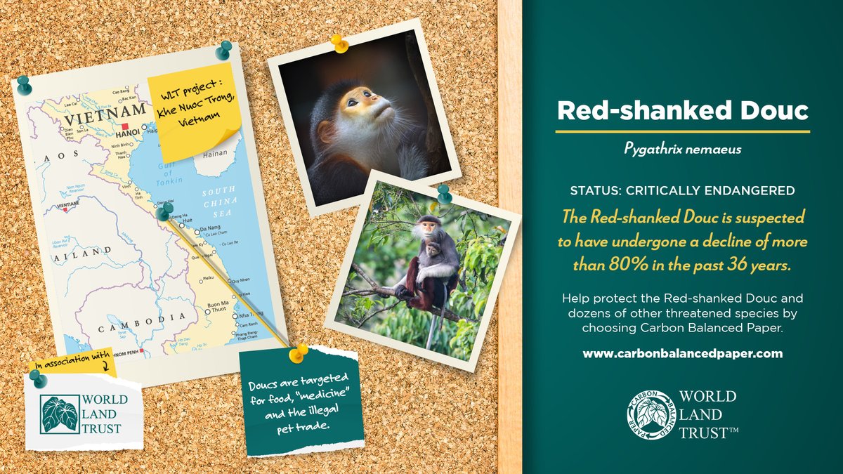 CarbonBalanced's tweet image. Choosing paper that's #carbonbalanced helps protect the red-shanked douc and other species in danger! 

This simple step is a powerful way to support sustainability and the protection of our planet's wildlife. 
carbonbalancedpaper.com

#ChoosePaperResponsibly #GlobalConservation
