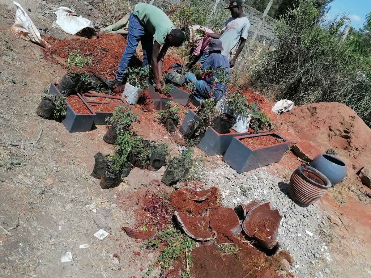 MV_crafts's tweet photo. For all your gardening and landscaping needs..Call us on 0726595809.
Nairobi CBD Thika Road Maandamano Nimrod Mbai Raila Mathare Kasarani #Airtel5G Kisii Kiambu #Sabasabamarchforourlives https://t.co/sFmsumvbgn