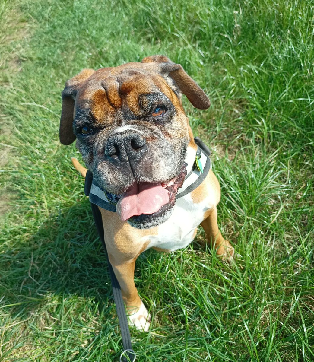 JanetBoxer's tweet image. Summer holiday time!! #walks #boxer #boxerdogsuk #dogs