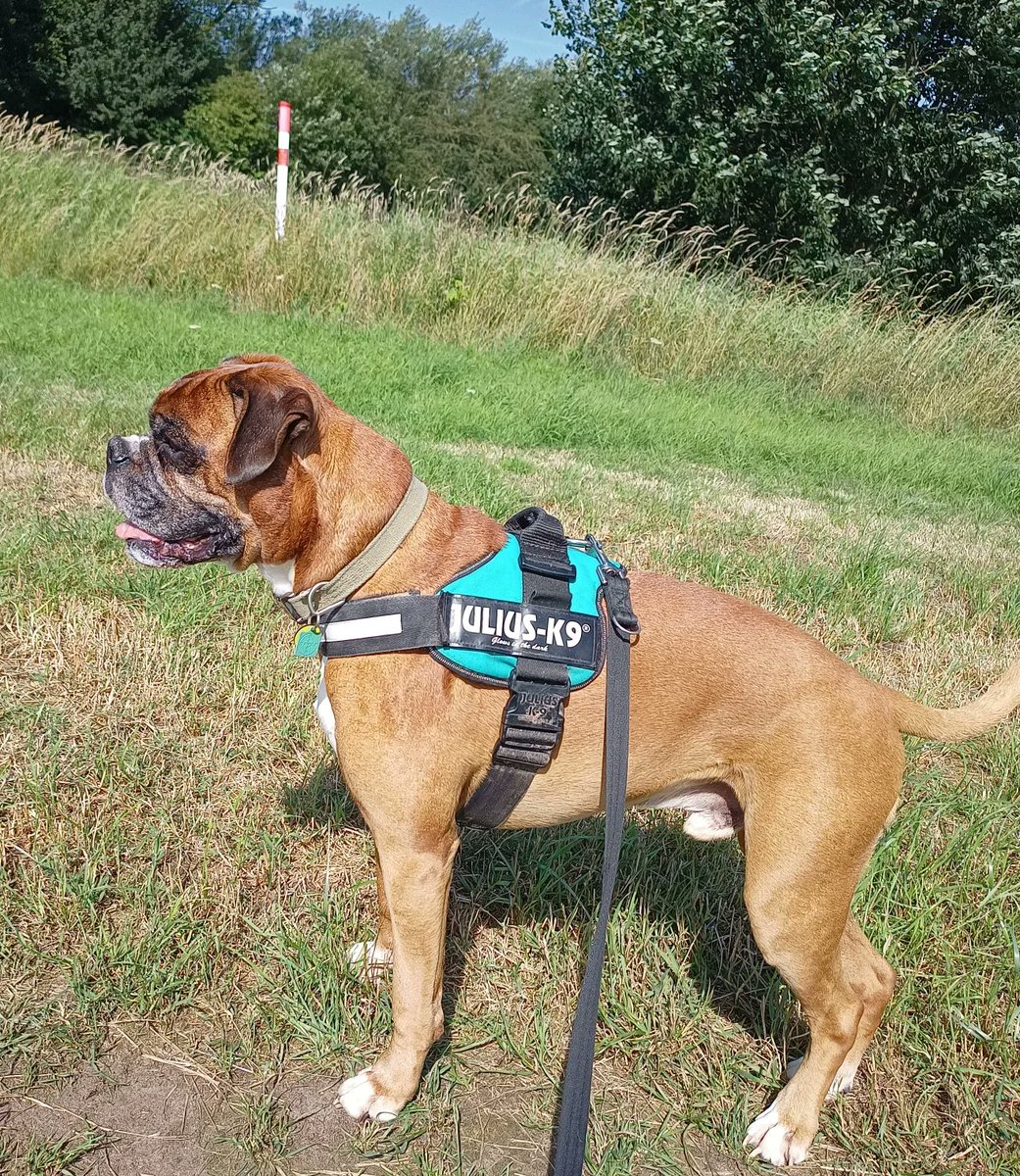 JanetBoxer's tweet image. Summer holiday time!! #walks #boxer #boxerdogsuk #dogs