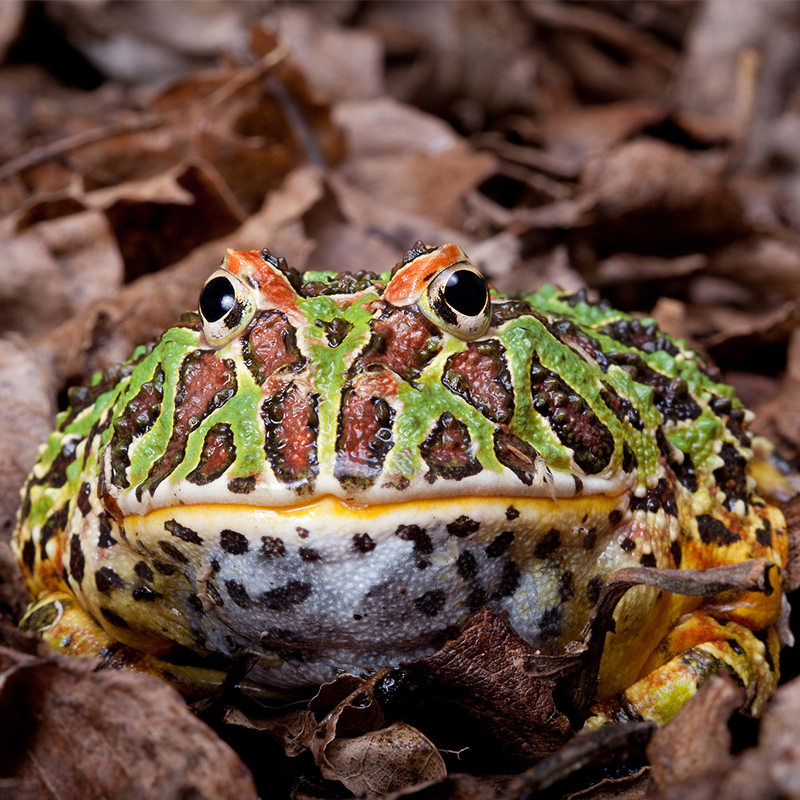 THE FROG WITH A TUMOR ON HIS FACE ➡️ link.chtbl.com/frogwithatumor

Big mouth, large teeth, ate his own tumor! Dr. Doug’s book “The Vet at Noah’s Ark” keeps winning awards. This tale of a horned frog the size of a softball is a preview of coming attractions.