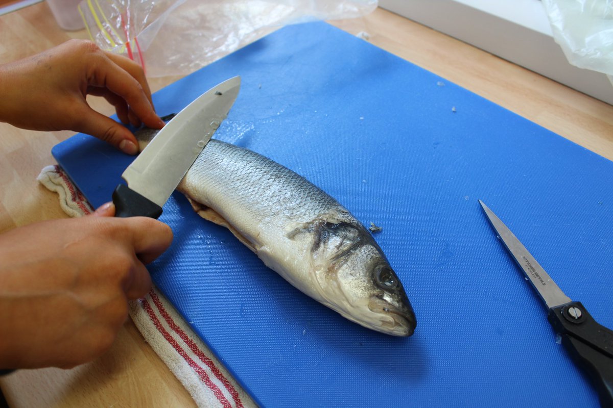 StephMKnight's tweet photo. Fantastic fish preparation by Year 10 this week 🐟 They filleted either a sea bream, rainbow trout or sea bass. Just look at the wonderful plates they served 👏🏼 https://t.co/nWHCZC25kl