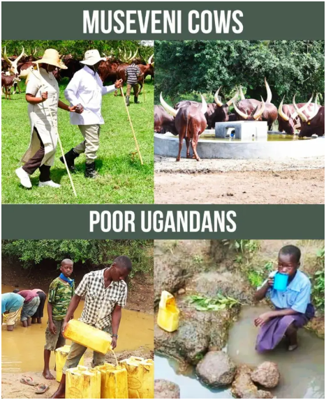 RuhinankikoJoel's tweet photo. While #criminal #despot #Museveni’s exotic cows drink potable water from well installed water pipes and boreholes, his marginalised citizens, whom he #swore to #protect and #elevate from abject poverty, drink muddy and bacteria-full water from ponds & toxic waterways. Sick! https://t.co/Ax2ZGZMEHz