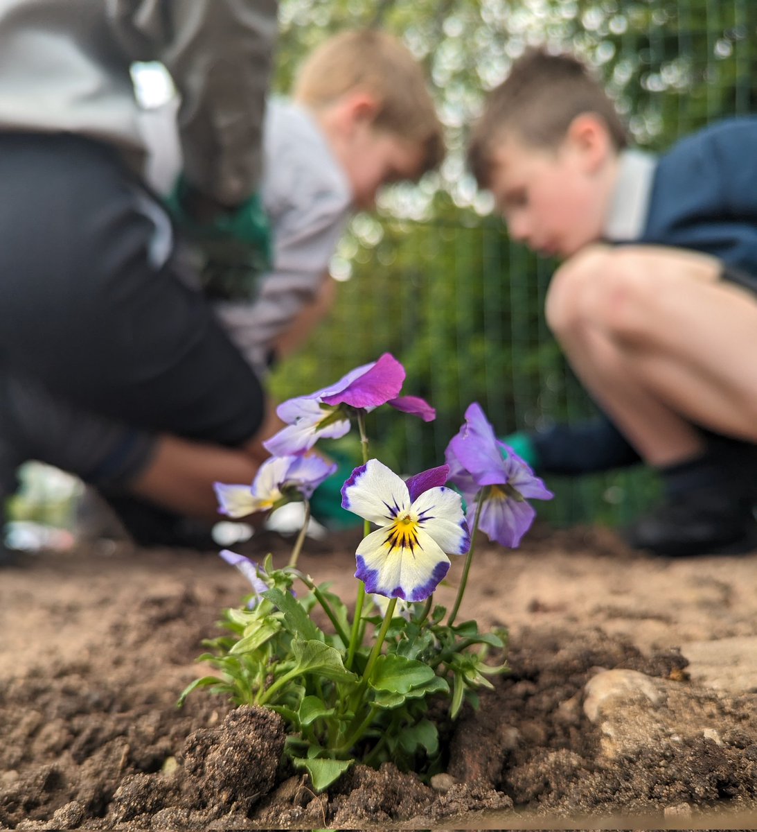 Warwick_Juniors's tweet photo. It's been a fantastic year for the Junior School Green Team, working hard on our new wildflower and raised bed areas.

Look out for regular updates on all things green from September! 

#greenteam https://t.co/18I4KHfcwk