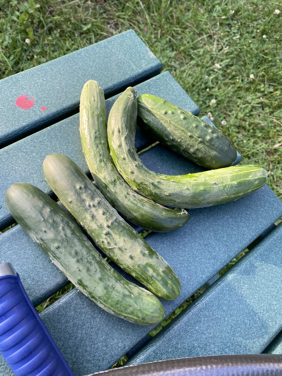 I stopped by my farm mentor’s house and went home with some fresh cakes. Organic cucumbers have slight spikes on them. FYI 

#GreenGrocerCee
