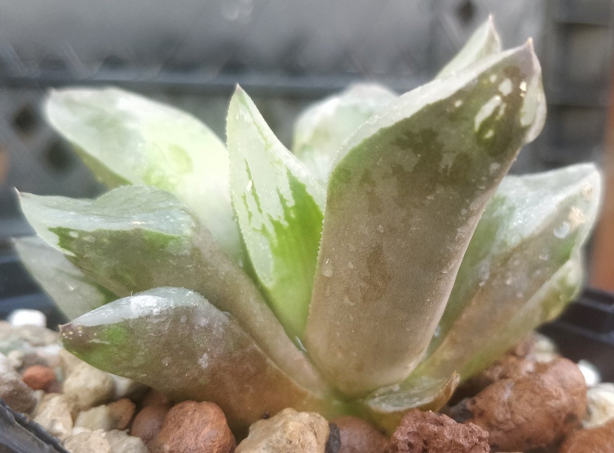 Haworthia City Life, rooted succulent plant, worldwide shipping from Bulgaria, 12.87 EUR #haworthia #haworthias #succulents #succulent #forsale