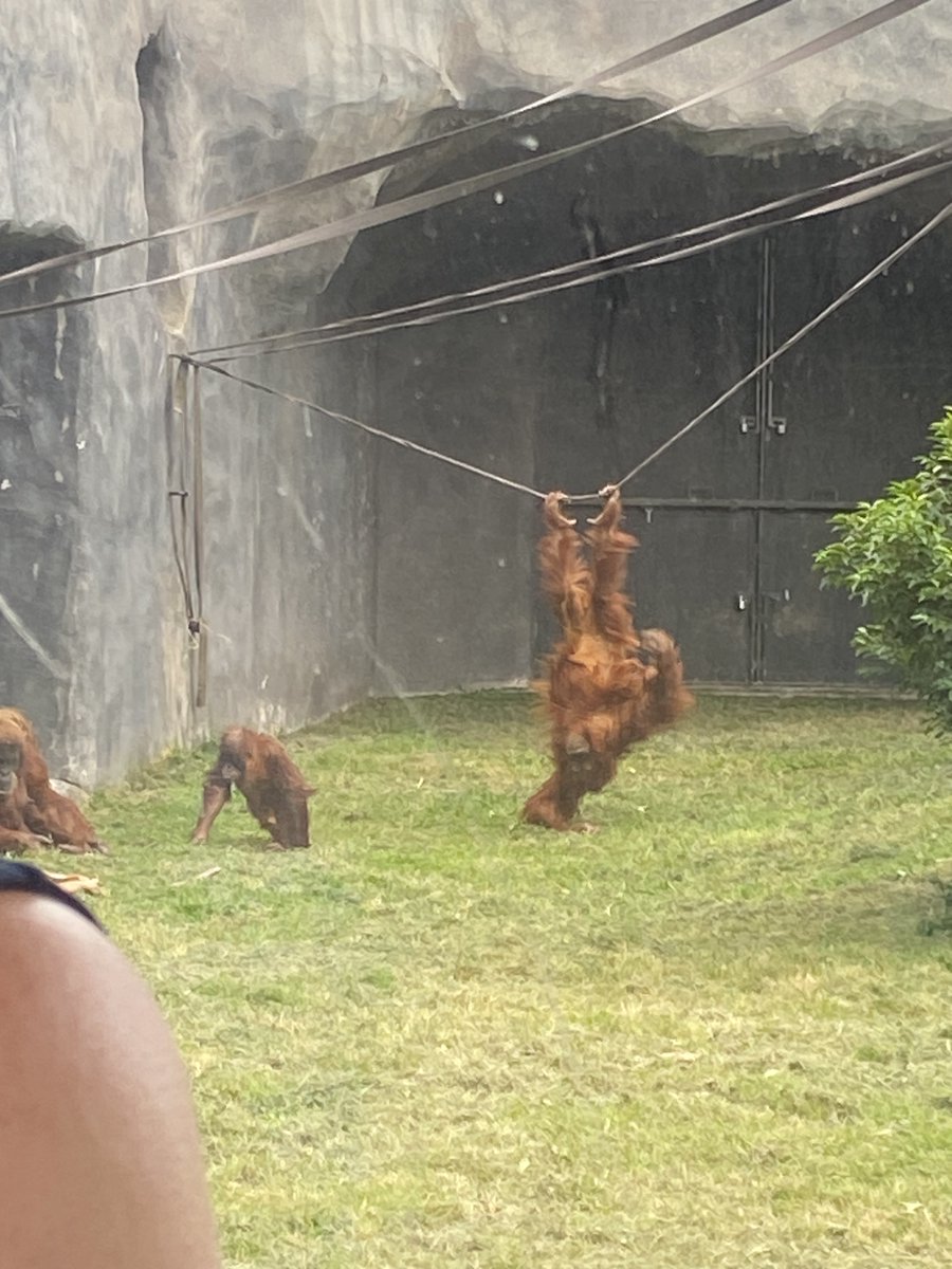huttonsixthform's tweet photo. Yesterday year 12 visited Chester Zoo for our annual Psychology and Sociology field trip. The students had the opportunity to put the theories learnt in lessons into practise through observing animal behaviour.
A lovely day was had by all! https://t.co/m7tlgrGPag