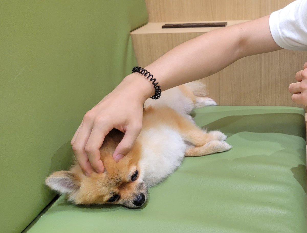 katatumuri78's tweet photo. 犬カフェにお金をつぎ込む人生。 https://t.co/1lBmzY5WJv