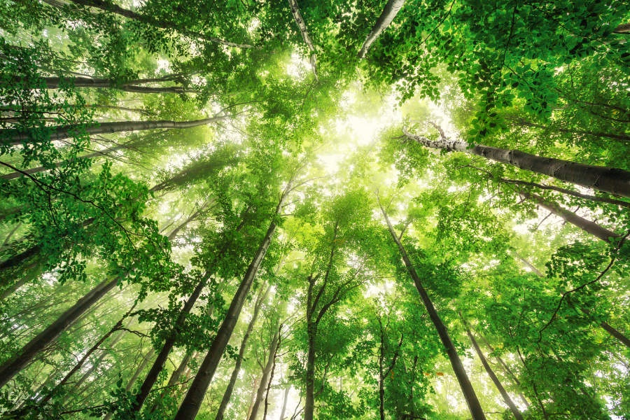 Esther Round at <a href="/birkettsllp/">Birketts LLP</a> defines Natural Capital and how it can bring economic and ecological benefit below 👇

#business #naturalcapital #evolution
ukdirectormagazines.co.uk/embracing-natu…