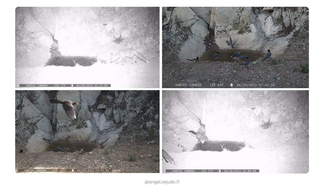 📢𝐀𝐬𝐢́ 𝐚𝐲𝐮𝐝𝐚𝐧 𝐥𝐨𝐬 𝐜𝐚𝐳𝐚𝐝𝐨𝐫𝐞𝐬 𝐚 𝐥𝐚 𝐟𝐚𝐮𝐧𝐚 𝐚 𝐜𝐨𝐦𝐛𝐚𝐭𝐢𝐫 𝐥𝐚𝐬 𝐭𝐞𝐦𝐩𝐞𝐫𝐚𝐭𝐮𝐫𝐚𝐬 𝐩𝐨𝐫 𝐞𝐧𝐜𝐢𝐦𝐚 𝐝𝐞 𝟒𝟎 𝐠𝐫𝐚𝐝𝐨𝐬 👏🏼👏🏼👏🏼
<a href="/andaluciacaza/">Federación Andaluza de Caza</a> 
⬇⬇⬇
fac.es/noticia/asi-ay…