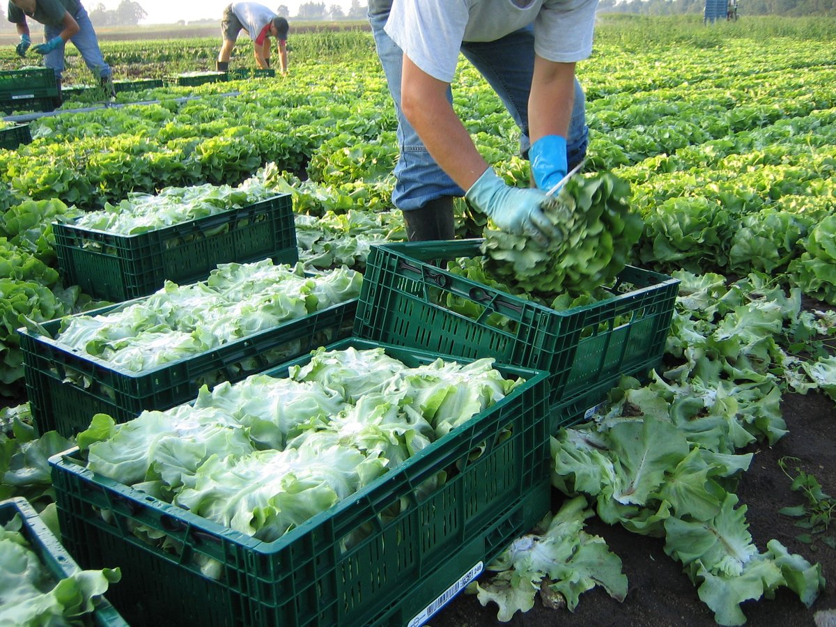 Fruchthandel Magazin tweet media