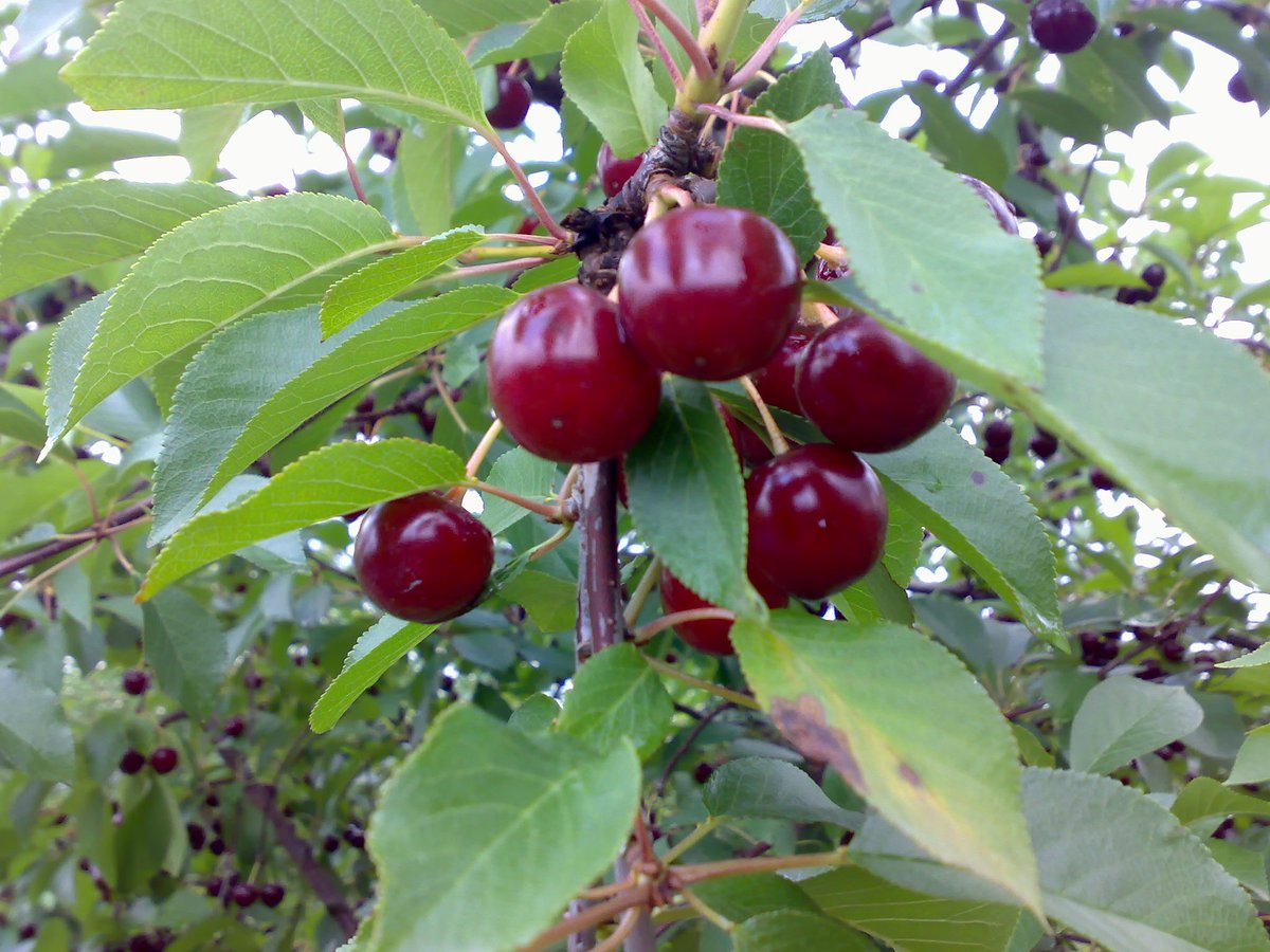 Fruchthandel Magazin tweet media