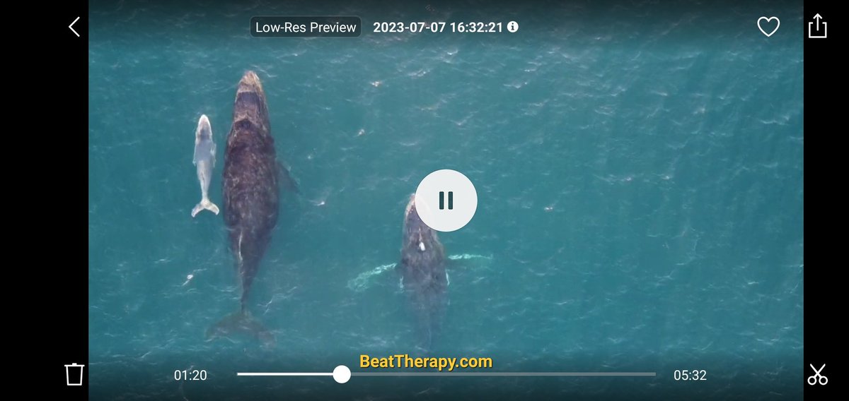 beat_therapy's tweet photo. @SkyNewsAust Saw this pod today off the sunny coast... Same calf maybe? https://t.co/Z6CTAnzfYN