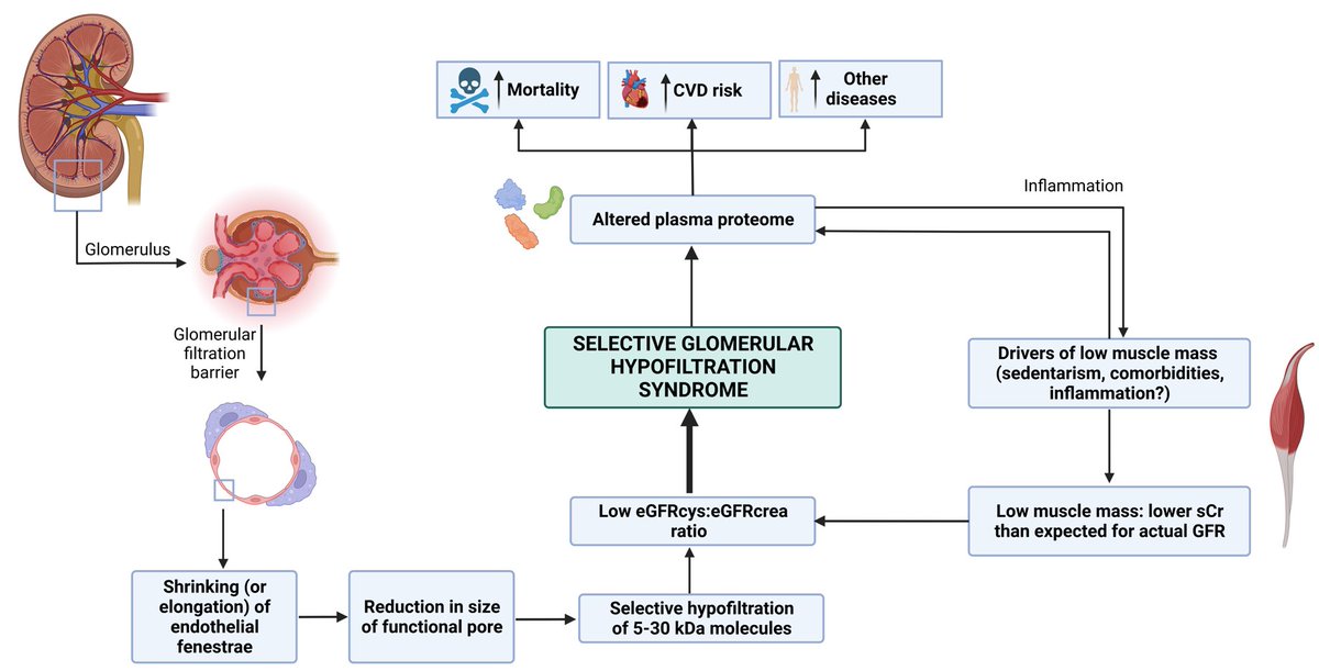 NDTsocial's tweet photo. 🆕Review on:
Selective glomerular hypofiltration syndrome
https://t.co/5tnNvcW8qF
📸Schematic representation of the sequence of events potentially involved in the origin and the consequences of the selective glomerular hypofiltration syndrome https://t.co/1whoikFSTs