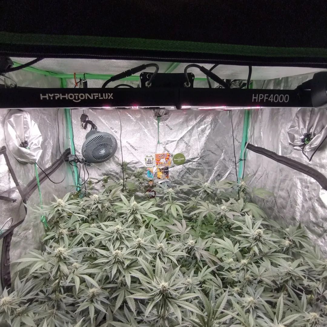 hyphotonflux's tweet photo. #repost @growing_casually
Took advantage of #hyphotonflux sale!! So far very impressed with it.
Thanks #hyphotonflux for fast shipping and the price that was in my budget at this time.
#depression #photoperiod #flowerrosin #rosin #freshsqueezedrosin #hyphotonflux https://t.co/qr76o8BdSL