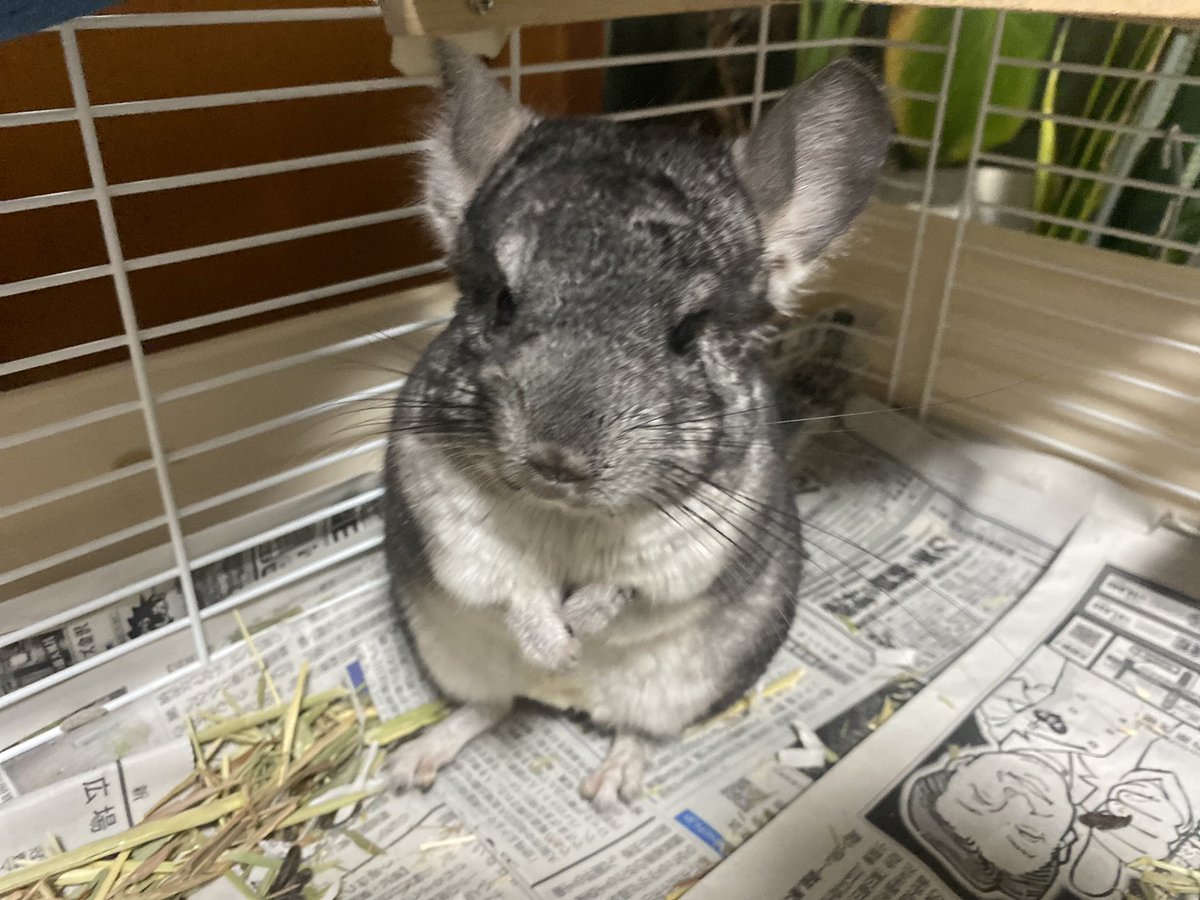 着用数回、美品！チンチラケープ♡︎ sankyo shokai [28h限定10%off]ナチュラル チンチラ ファー