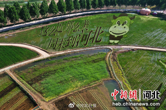 HebeiDaily's tweet image. Shen Nong Park&apos;s #ricepaddy art in #Baoding attracts visitors with stunning designs like &quot;Nezha Battle&quot; and &quot;Chang&apos;e Flying&quot; Source| China News Network #hebei #hebeidaily #photograph #agriculture