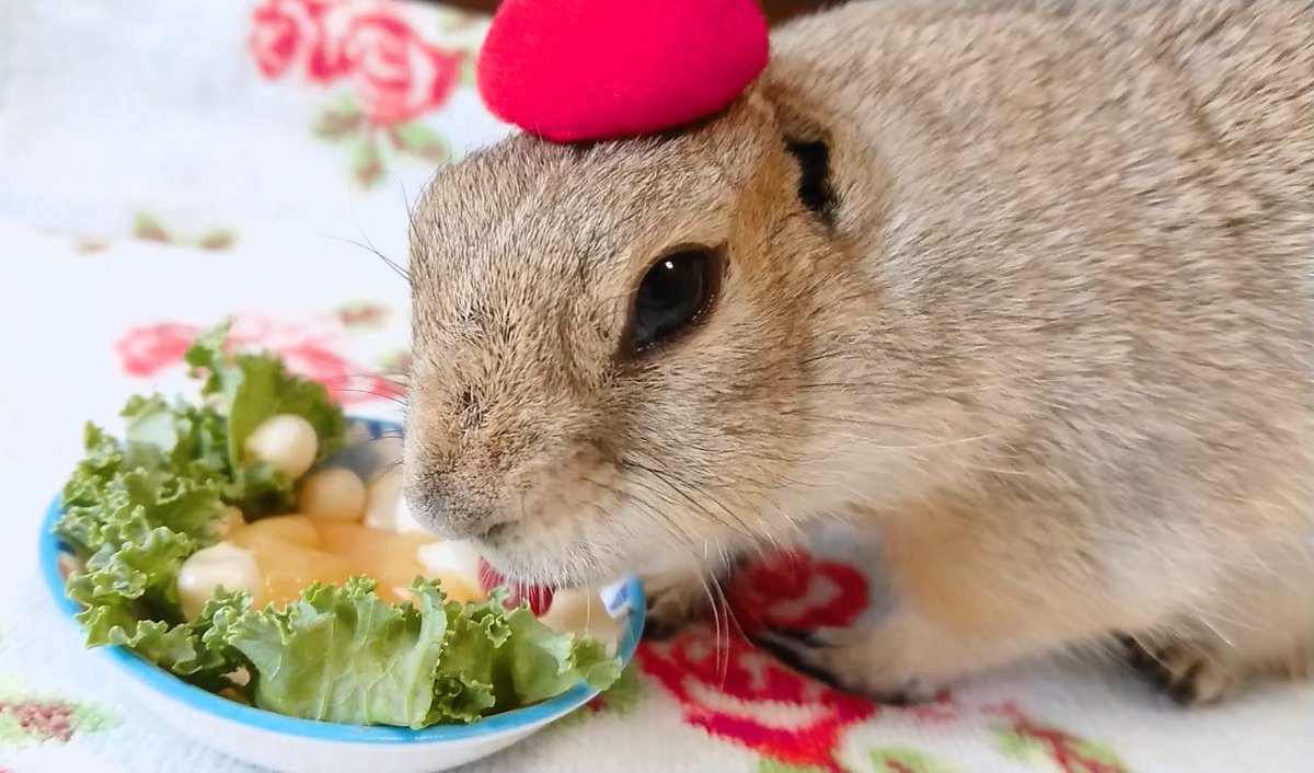 遠夜さん家のまめすけ tweet media