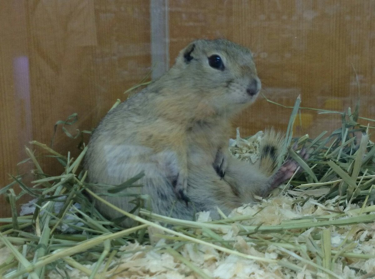 遠夜さん家のまめすけ tweet media