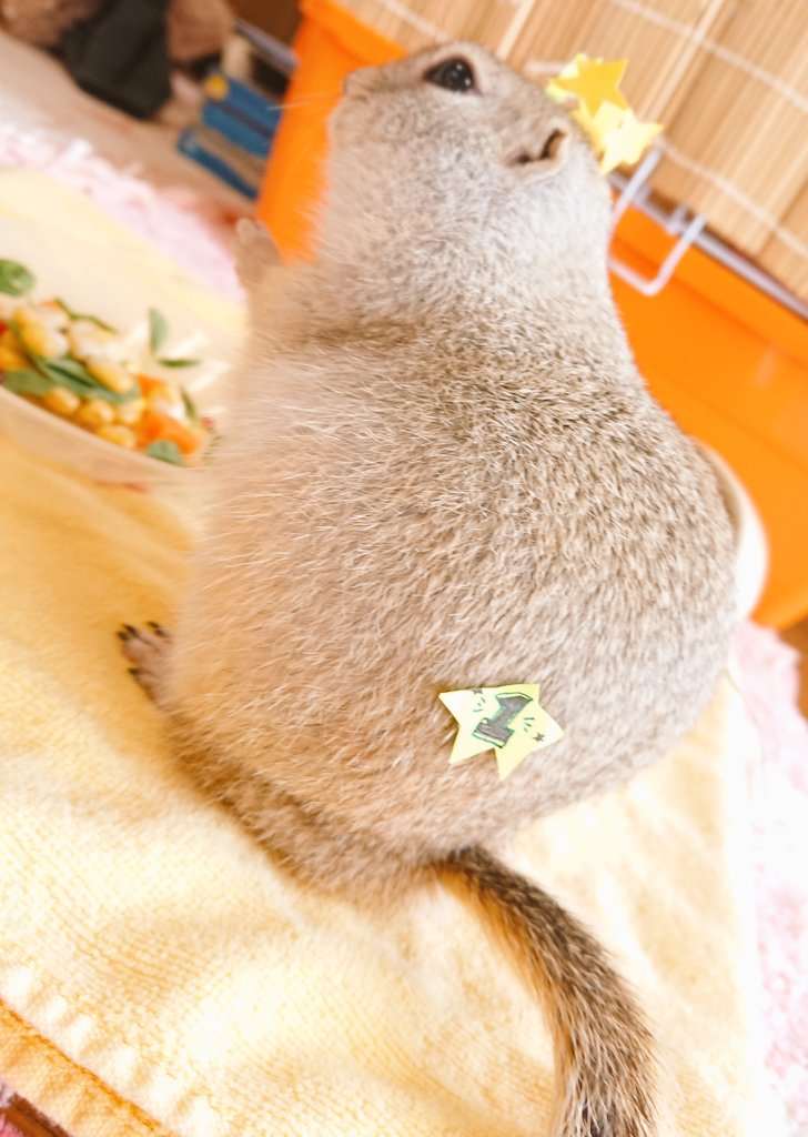 遠夜さん家のまめすけ tweet media