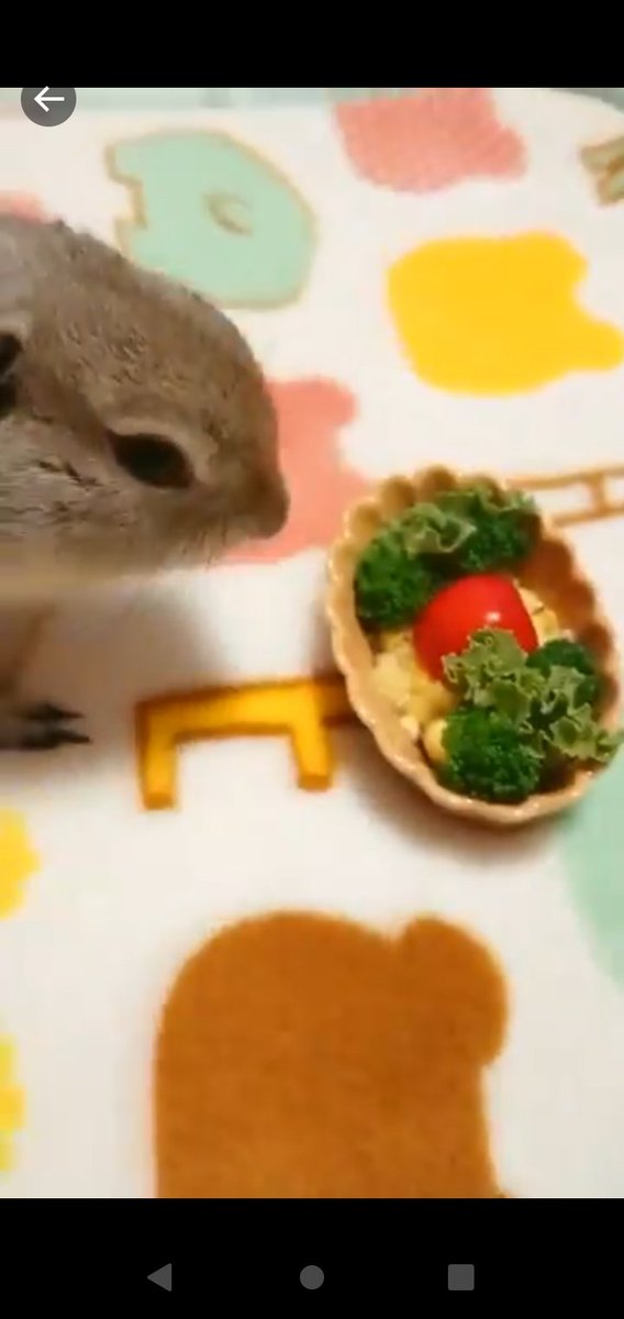 遠夜さん家のまめすけ tweet media